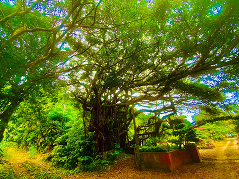 奄美一の巨大「前肥田のガジュマルの木」で幸運祈願！まるでジャングル