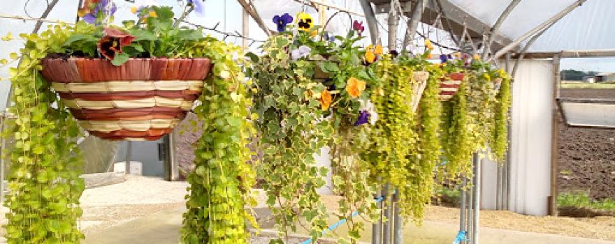 Woolston Nursery