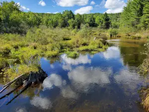 Gaylord State Forest Area