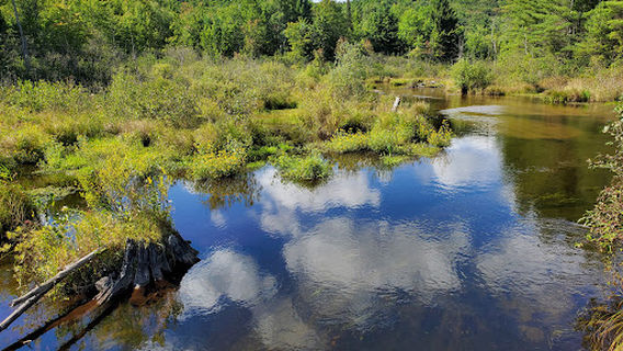 Gaylord State Forest Area