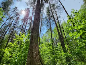 Ščiūrio Ragas Nature Walk