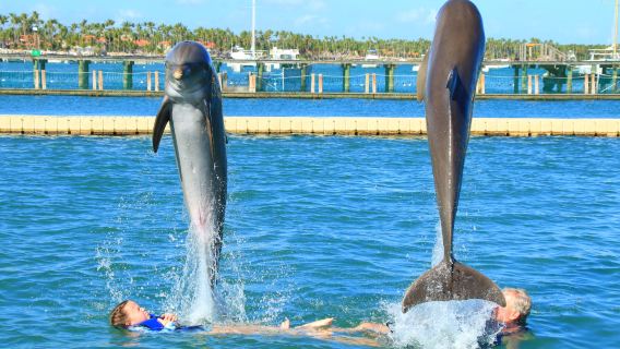 Dolphin Explorer