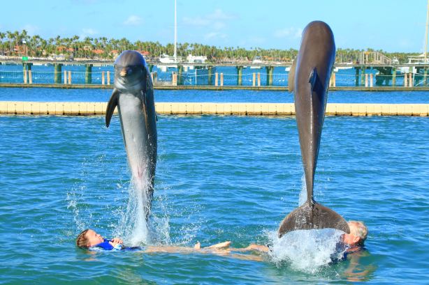 Dolphin Explorer