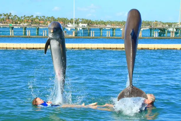 Dolphin Explorer