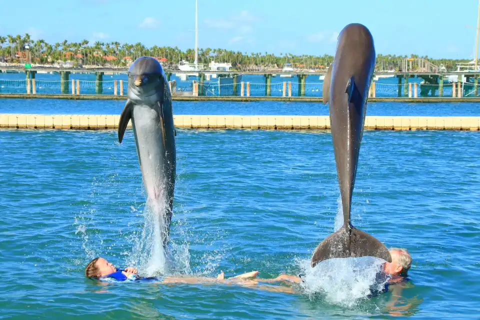2_Dolphin Explorer