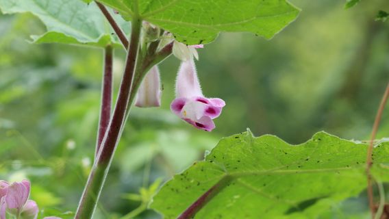 Sakkarbaug Zoological Park