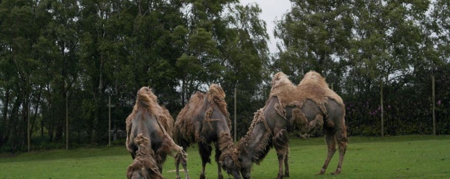 Knowsley Safari