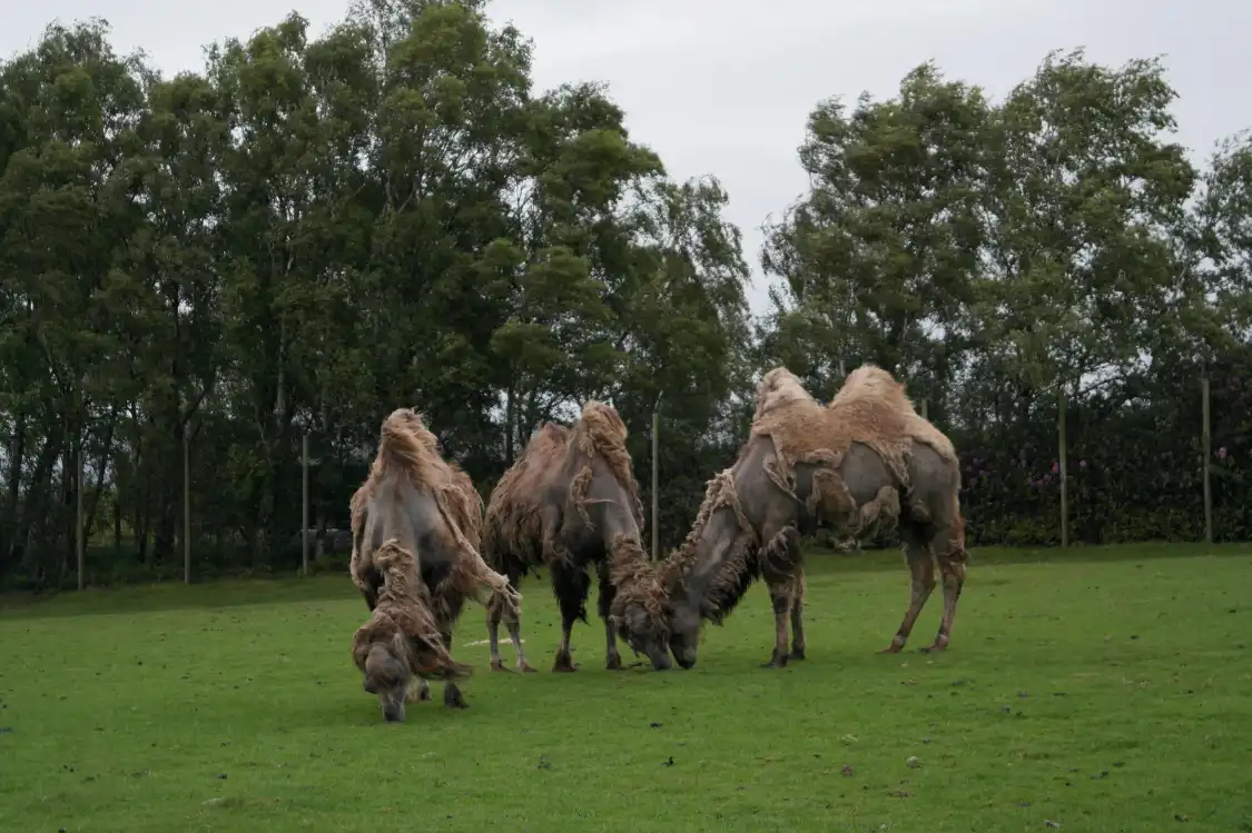 Hotels near Knowsley Safari