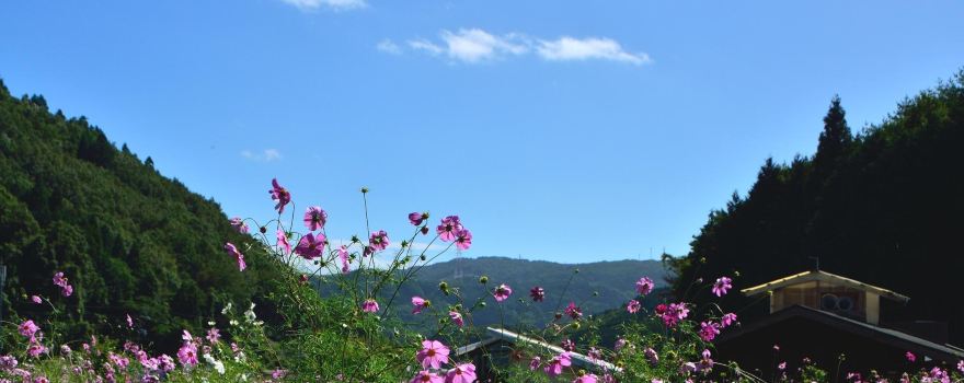 Toyono Cosmos Flower Field