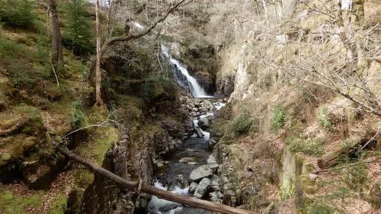 Coed y Brenin Forest Park