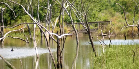 Baytown Nature Center