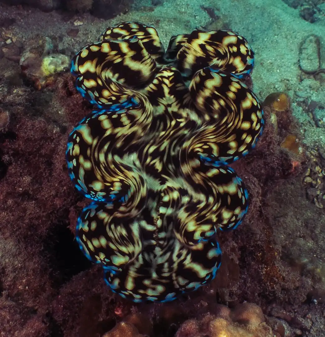Hotels near BB Divers Koh Kood