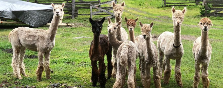 Meadowview Alpaca Farm