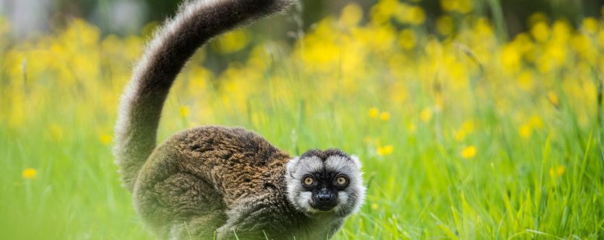 Peak Wildlife Park