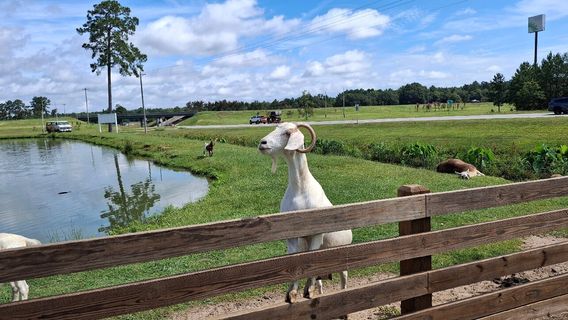 Wild Georgia Safari Park