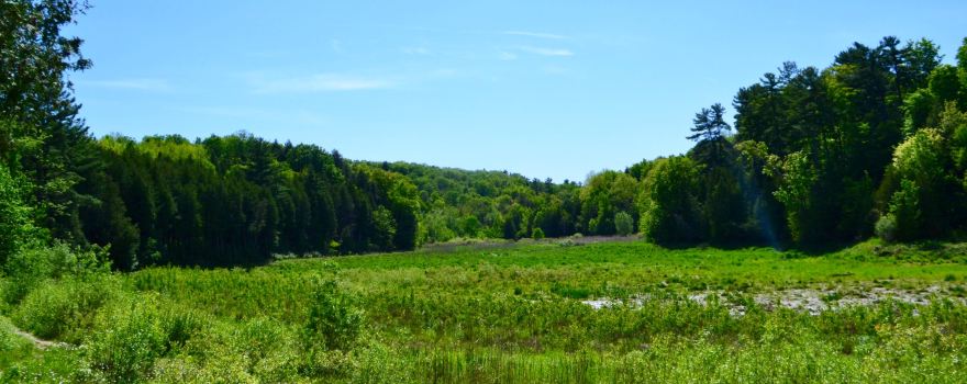 Scanlon Creek Conservation Area