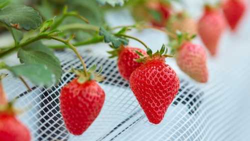 Nangoku Fruits Parlour