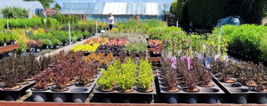 Ramswood Nurseries