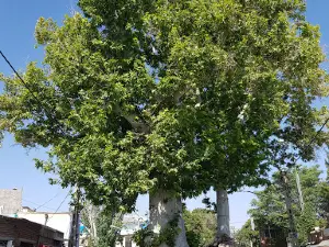 Old Platanus Tree