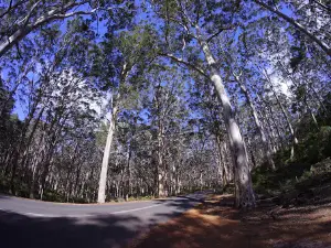 Boranup Forest Viewpoint