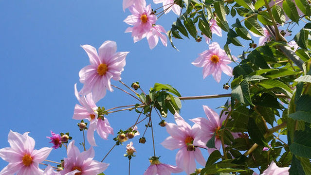 Minatonishibosai Park