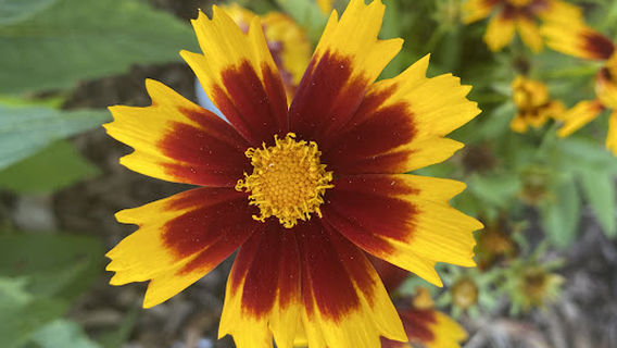 Grower's Choice, LLC