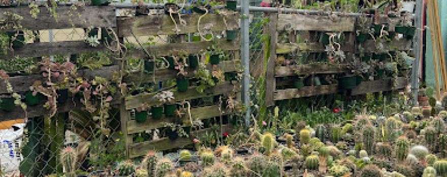 Baroly's Cactus & more