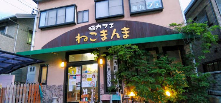 Neko Cafe Neko Manma