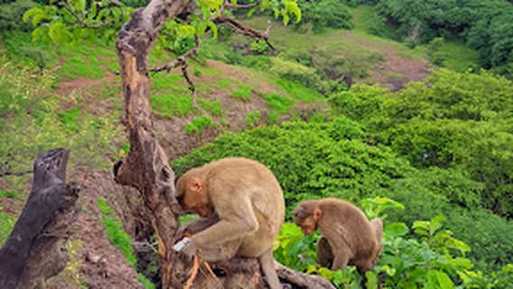 Ramling Devsthan, Yedashi