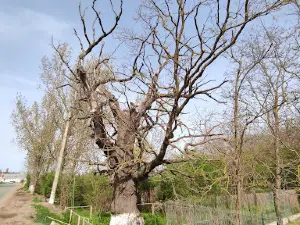 Oak Michael the Brave