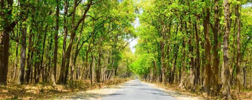 Dudhwa National Park & Tiger Reserve