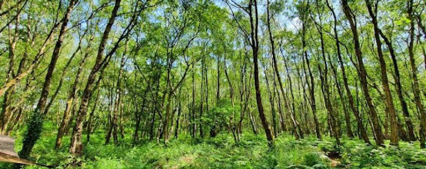 Middlewood Woods