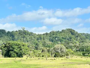 Taman Alas Purwo