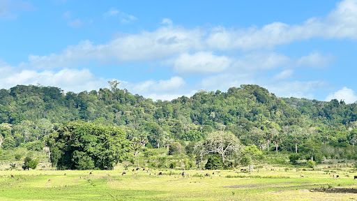 Alas Purwo National Park