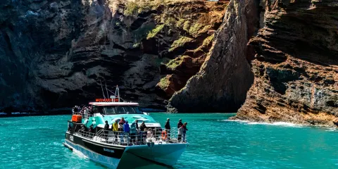 黑貓號遊艇觀海豚之旅