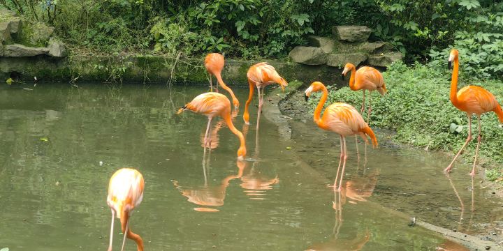 Hangzhou Zoo