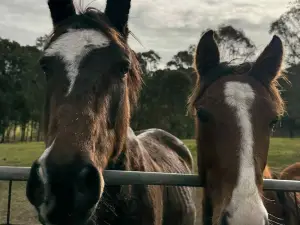 Hunter Valley Horse Riding & Adventures