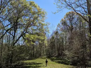 Tunica Hills WMA
