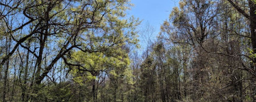 Tunica Hills WMA