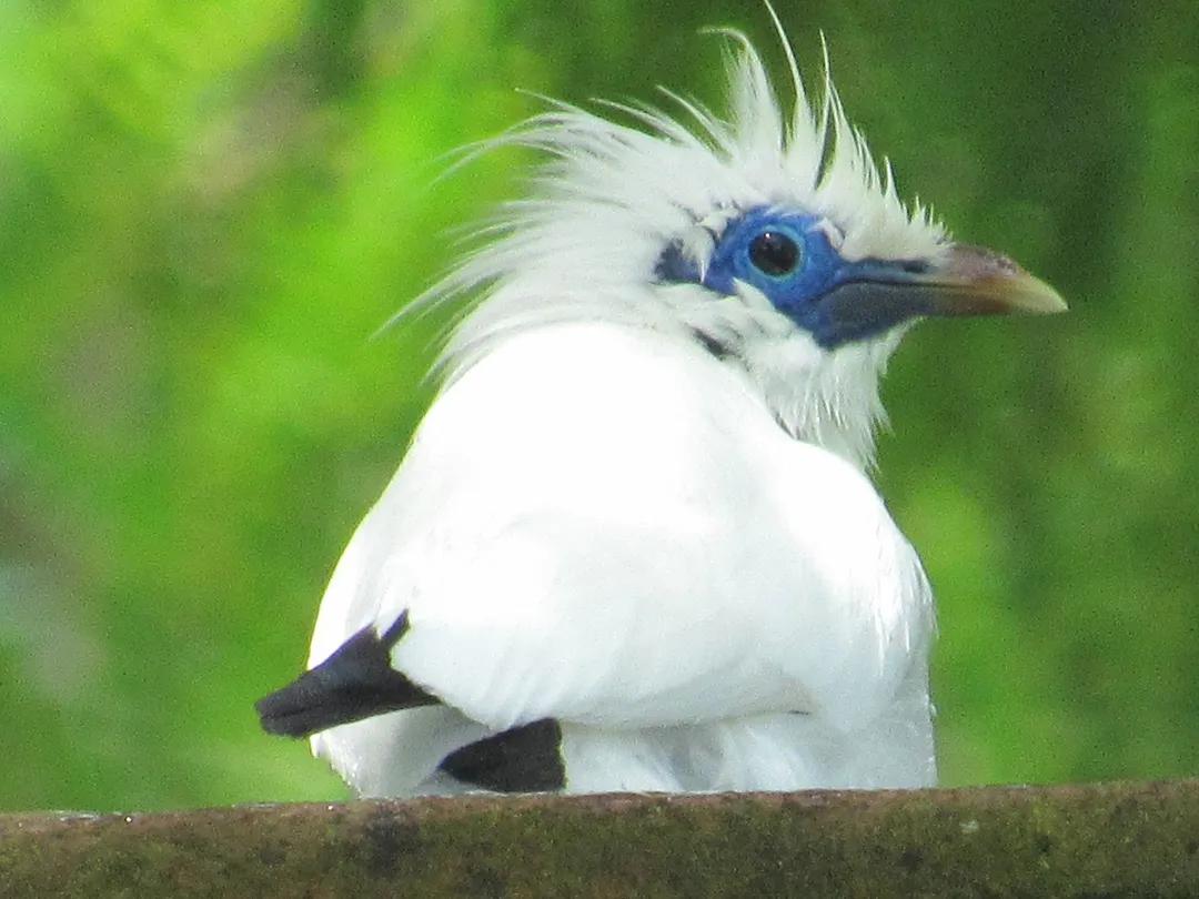 4_西峇裡島國家公園