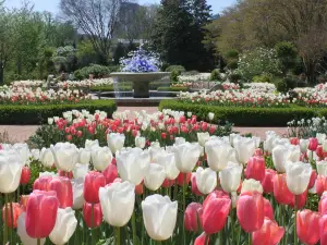 Fioriture Primaverili a Georgia: le opzioni più popolari
