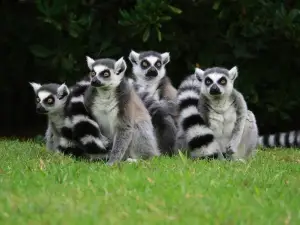 Parco Zoo Punta Verde