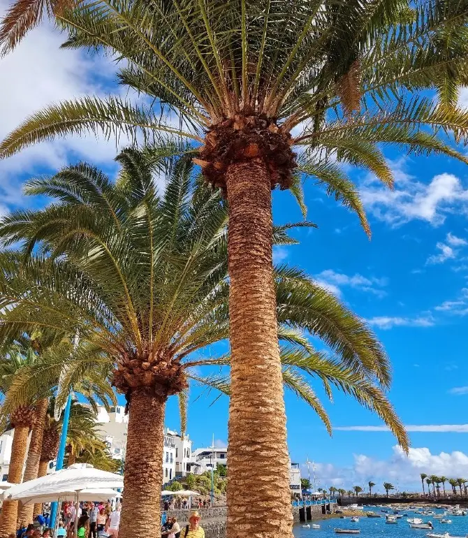 Arrecife