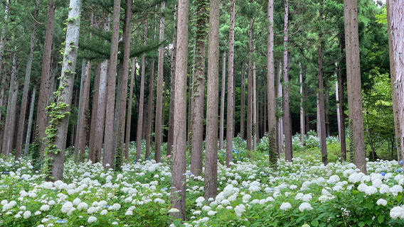 Michinoku Hydrangea Garden