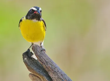 Curaçao Zoo & Botanical Garden
