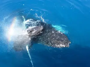 Spirit of Hervey Bay | Whale Watching Hervey Bay