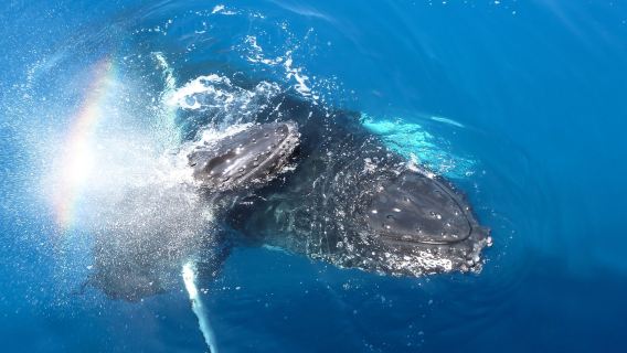 Spirit of Hervey Bay | Whale Watching Hervey Bay
