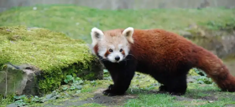 メッヒェレンのホテル