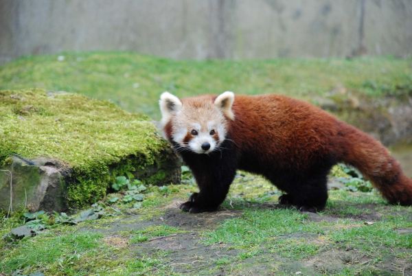 ZOO Planckendael