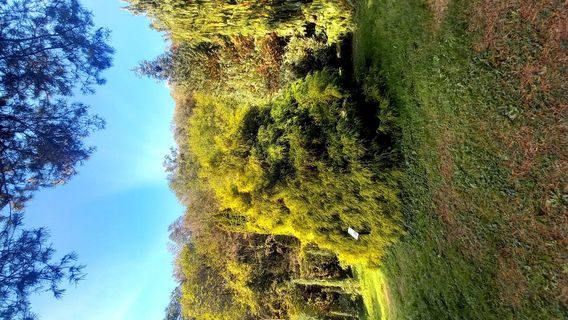 Orto Botanico delle Conifere